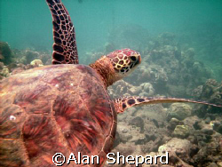 great turtle shot on Oahu in the always wonderful Hanauma... by Alan Shepard 